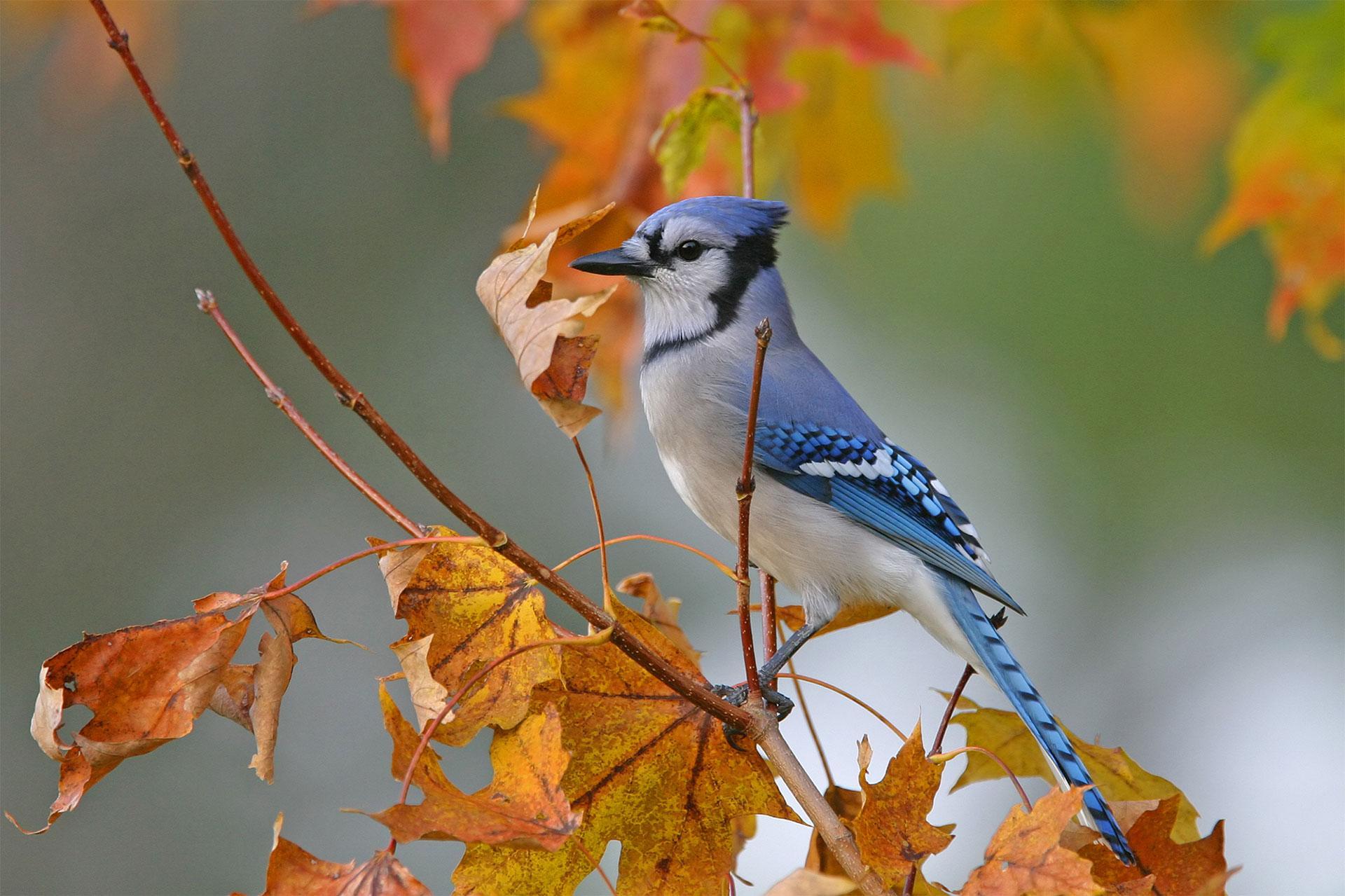 Un geai bleu sur une branche en automne