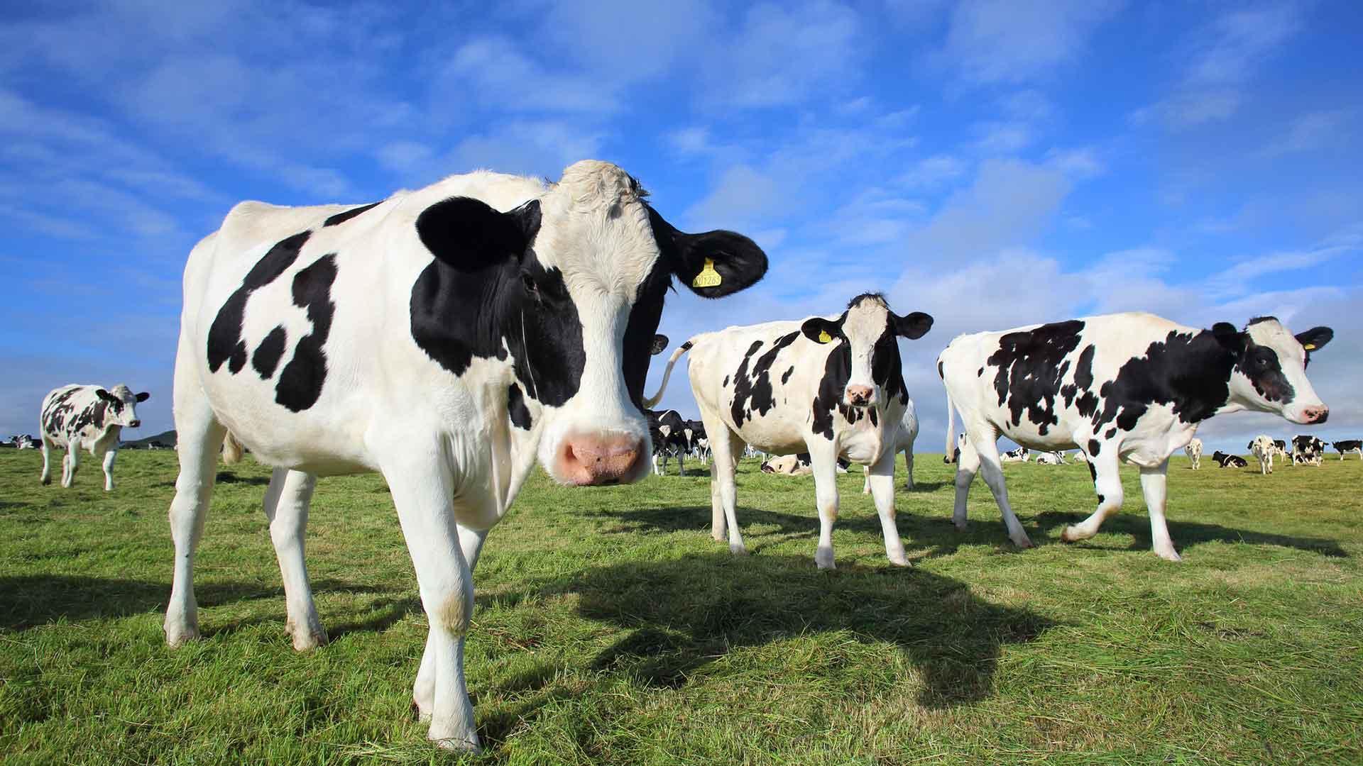 https://www.seine-et-marne.fr/sites/default/files/styles/300x300/public/media/images/ble-agriculture-champs.jpg?itok=LIshnaAd